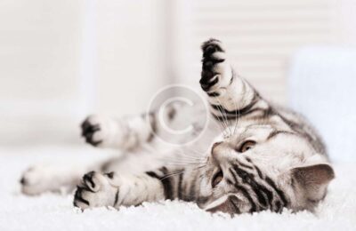 What Your Cat Breed Says About You