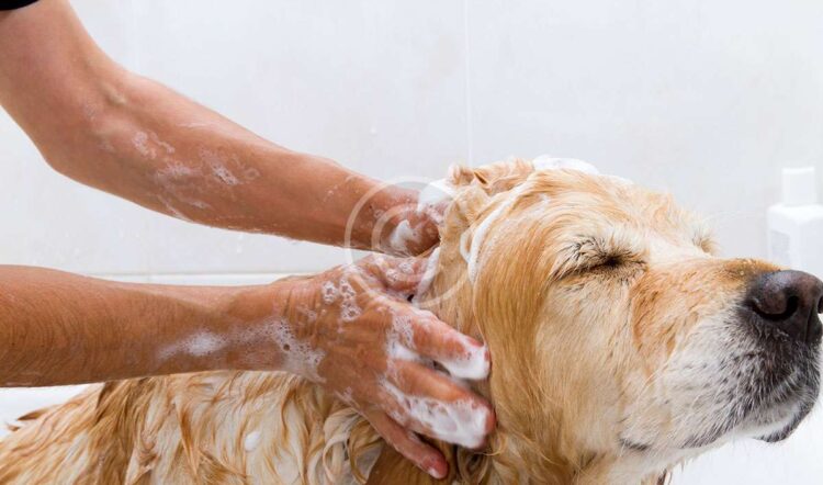 Taking Your Dog Out On The First Date