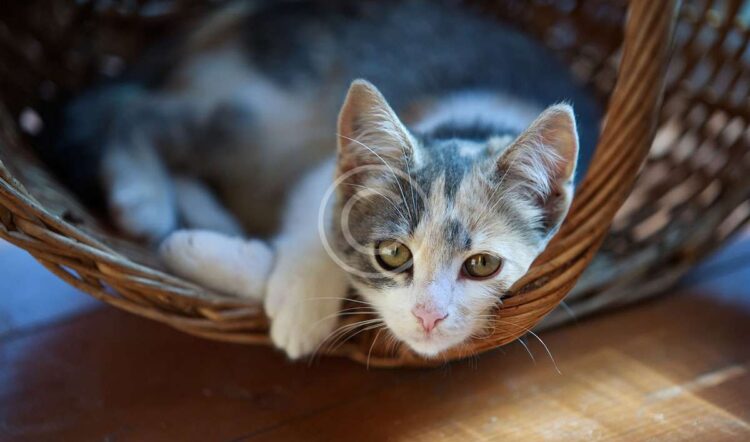 Moving With Your Cat
