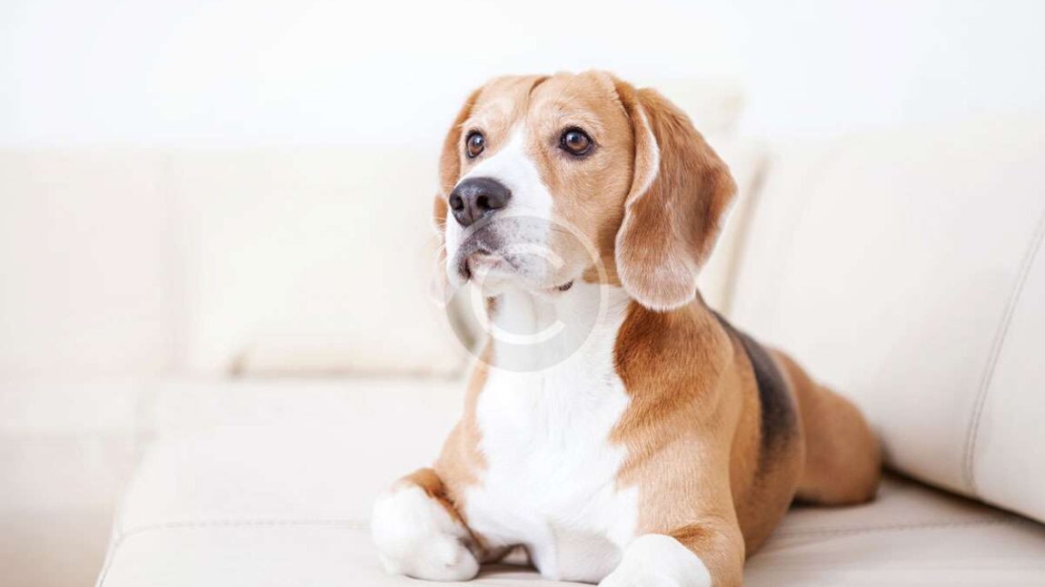 Secrets to a Better Life With Your Dog