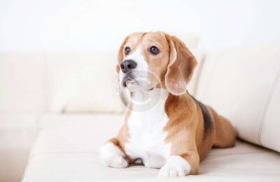 Secrets to a Better Life With Your Dog