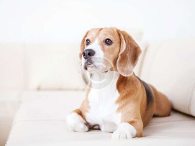 Secrets to a Better Life With Your Dog